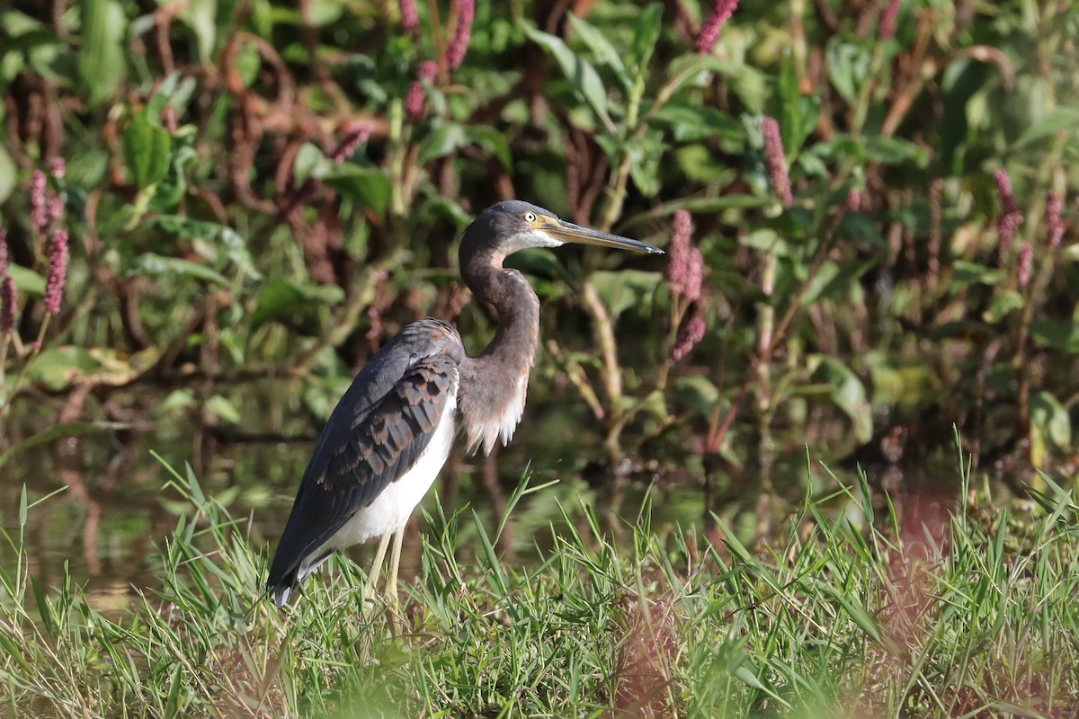 Tricolored Heron - ML642834500