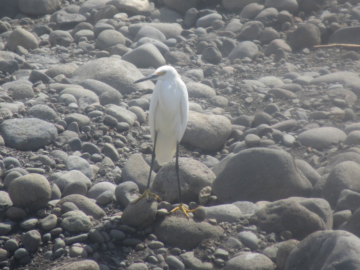 Snowy Egret - ML642834516