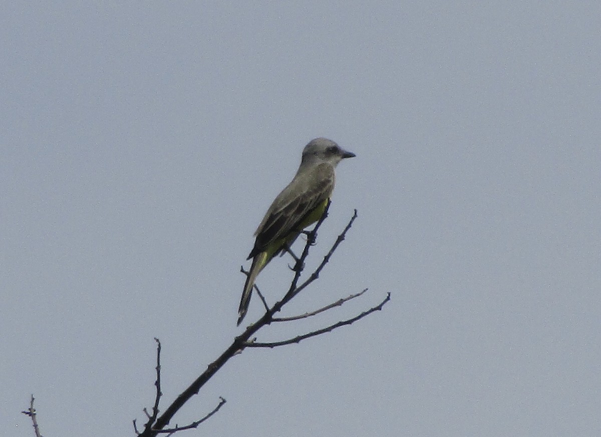 Tropical Kingbird - ML642834517