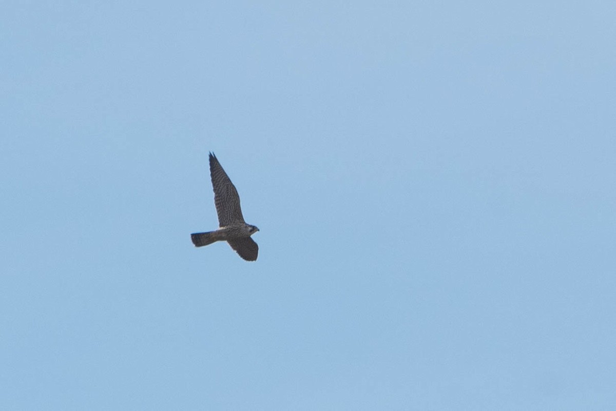 Peregrine Falcon - ML642834518