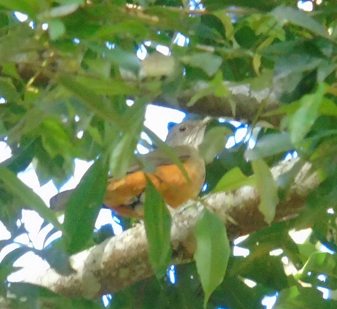 Rufous-bellied Thrush - ML642834520