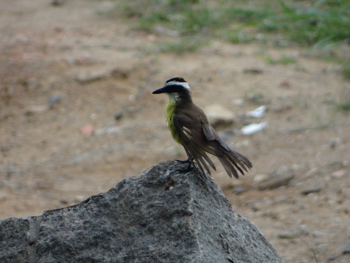 Great Kiskadee - ML642834522