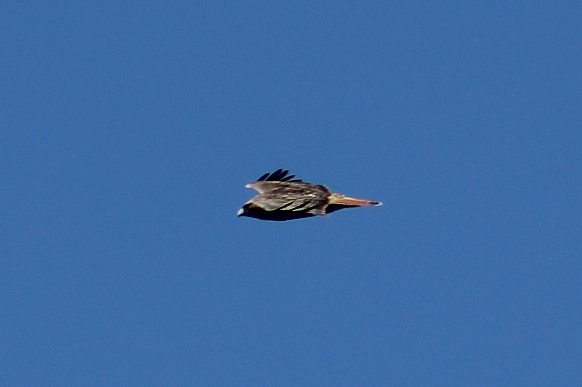 Red-tailed Hawk - ML642834523