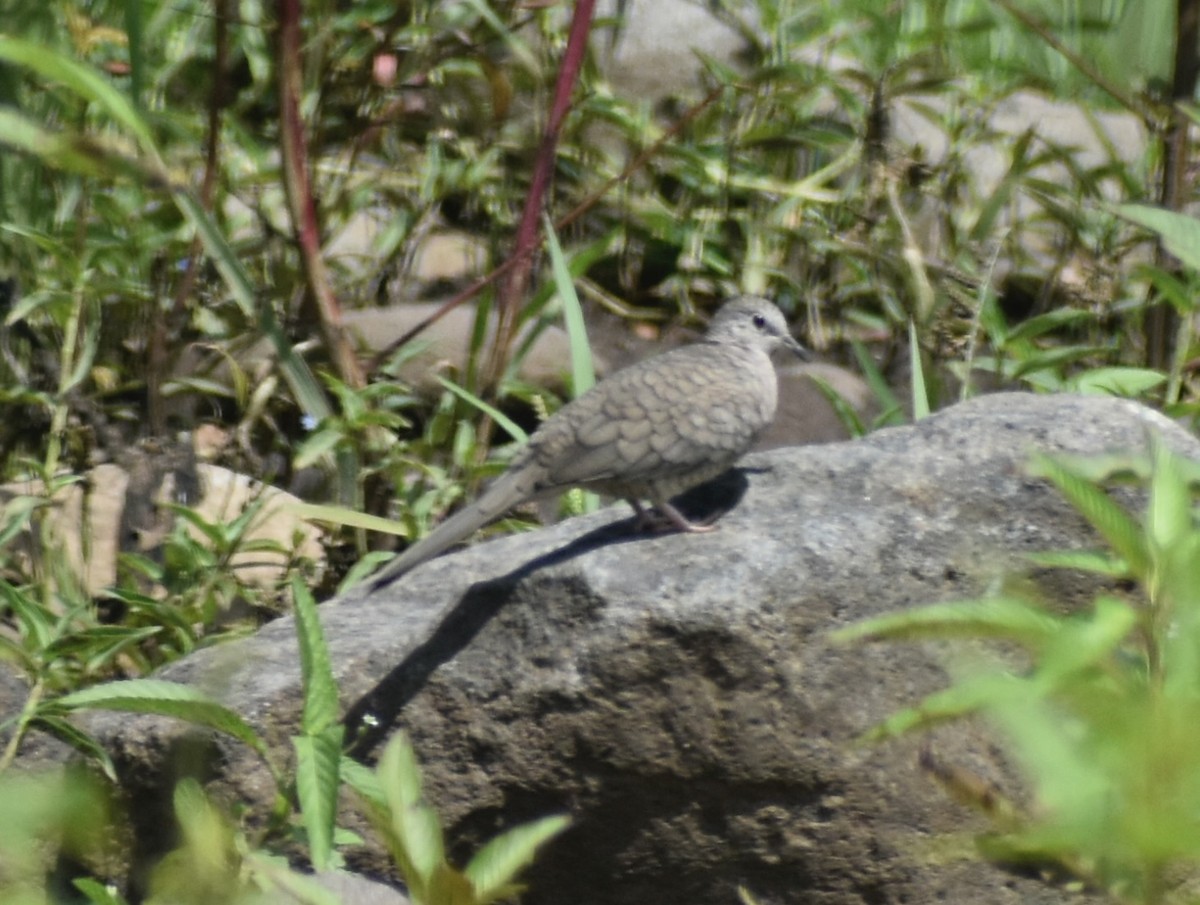Inca Dove - ML642834524