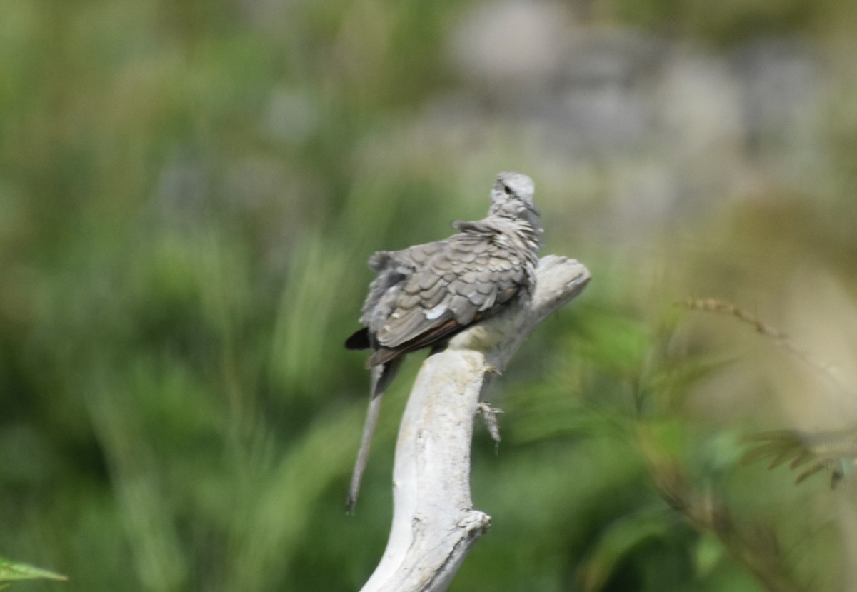 Inca Dove - ML642834525