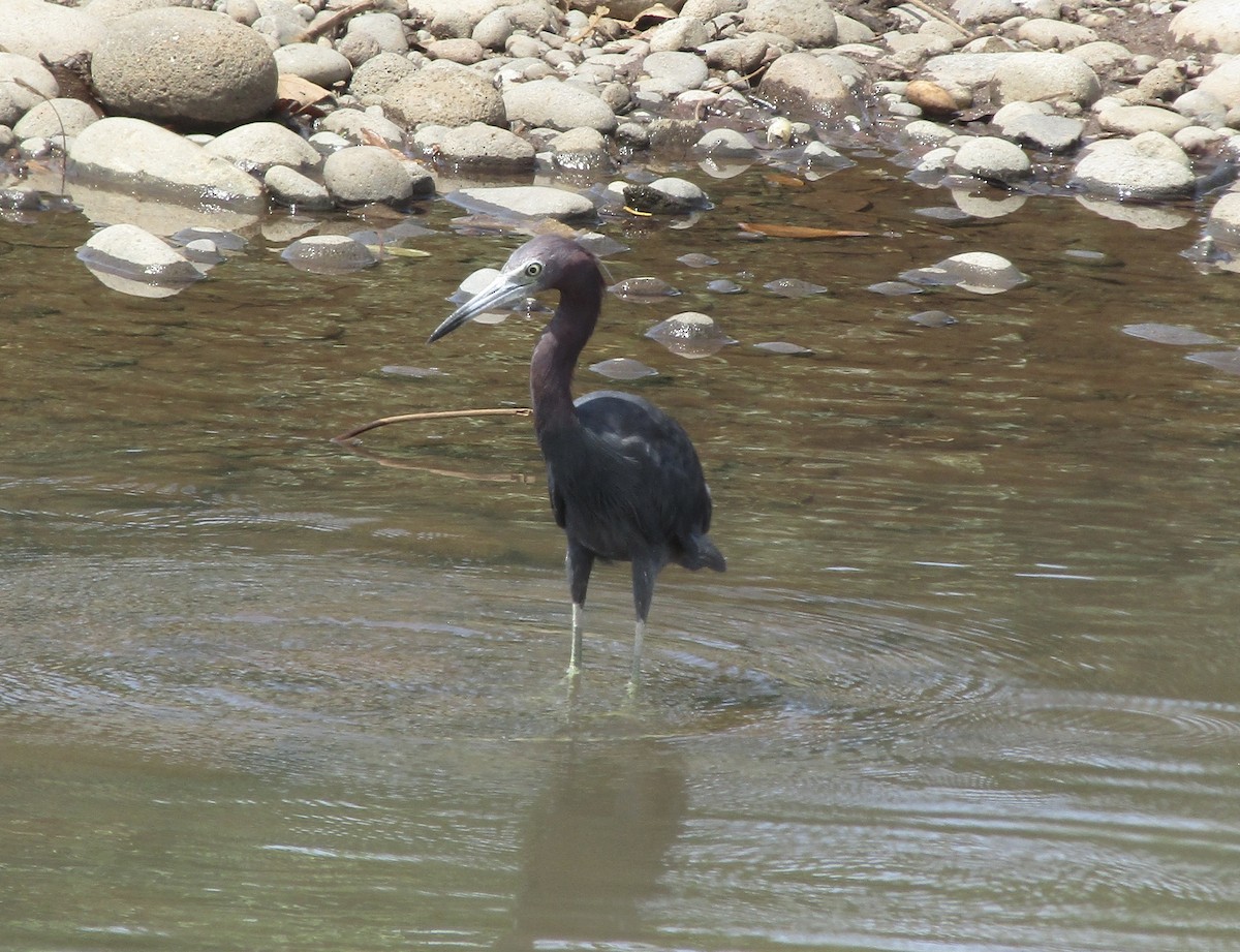 Little Blue Heron - ML642834527