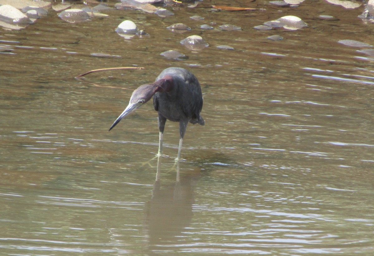 Little Blue Heron - ML642834528