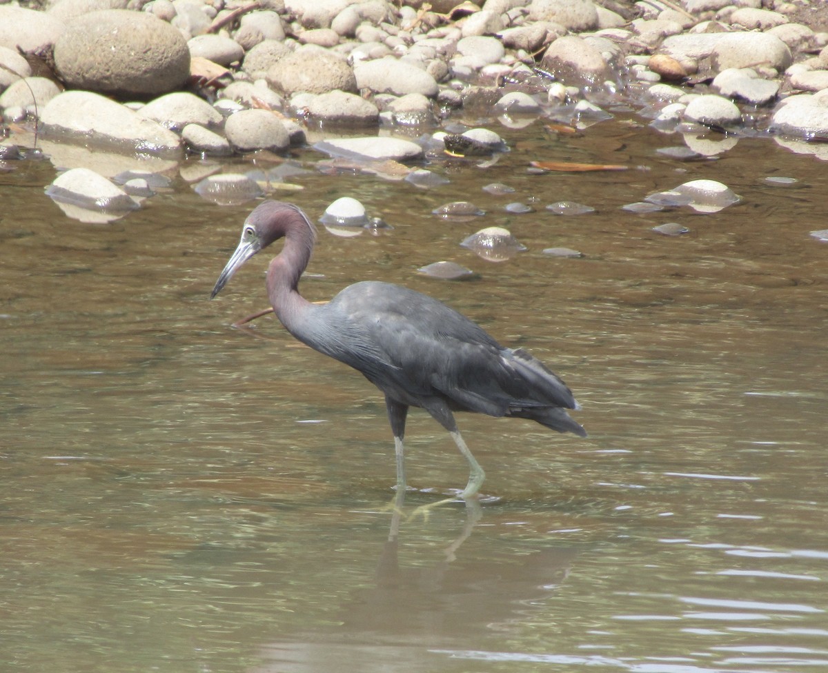 Little Blue Heron - ML642834529