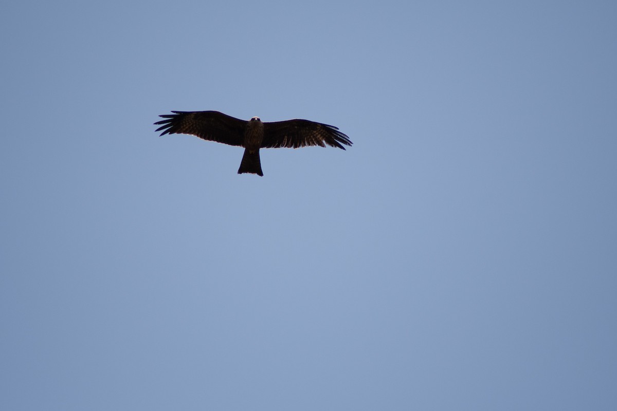 Black Kite - ML642834530