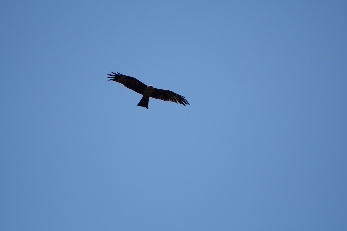 Black Kite - ML642834531