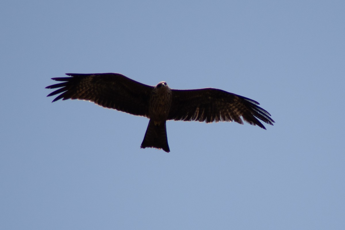 Black Kite - ML642834532