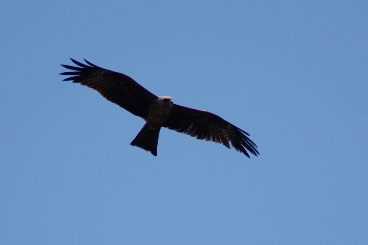 Black Kite - ML642834533