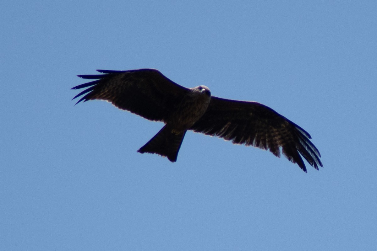 Black Kite - ML642834534