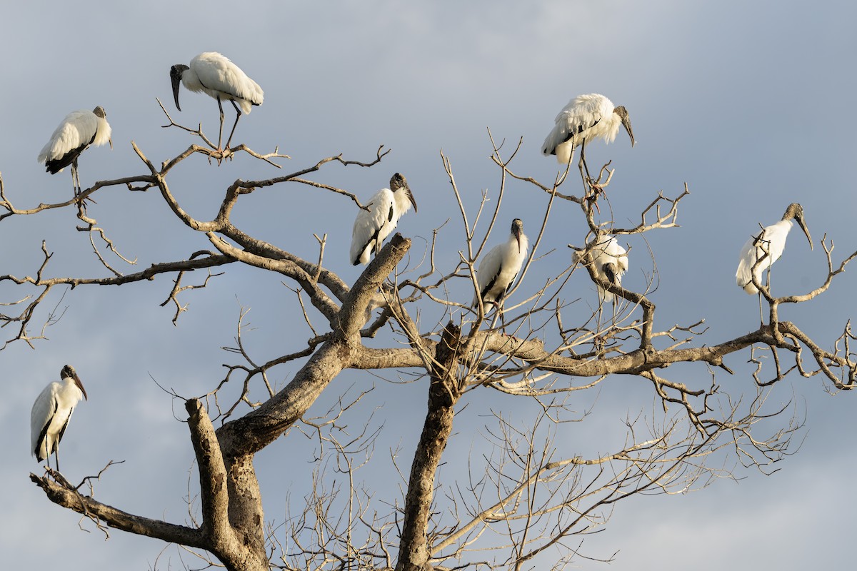 Wood Stork - ML642834536