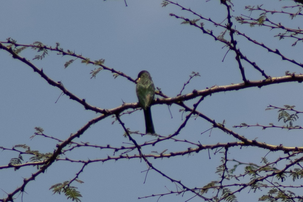Little Bee-eater - ML642834539