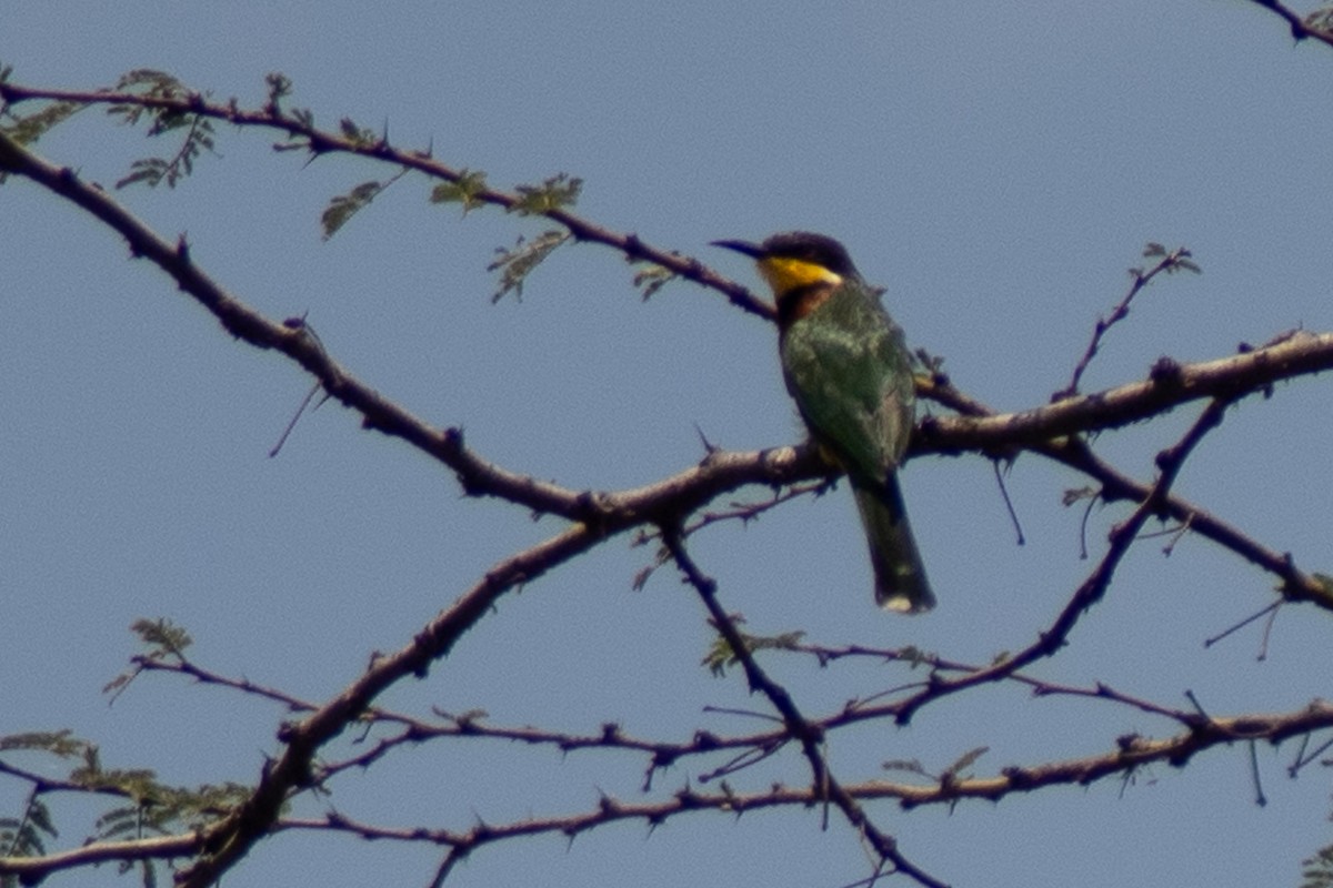 Little Bee-eater - ML642834540