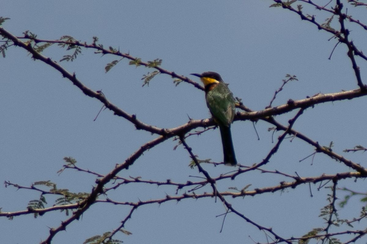 Little Bee-eater - ML642834541