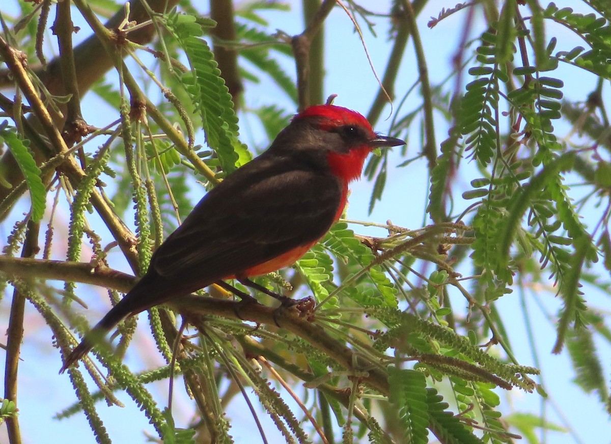 Vermilion Flycatcher - ML642834543