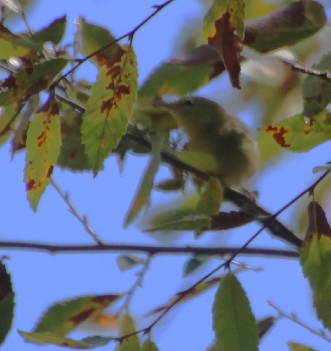 Tennessee Warbler - ML642834544
