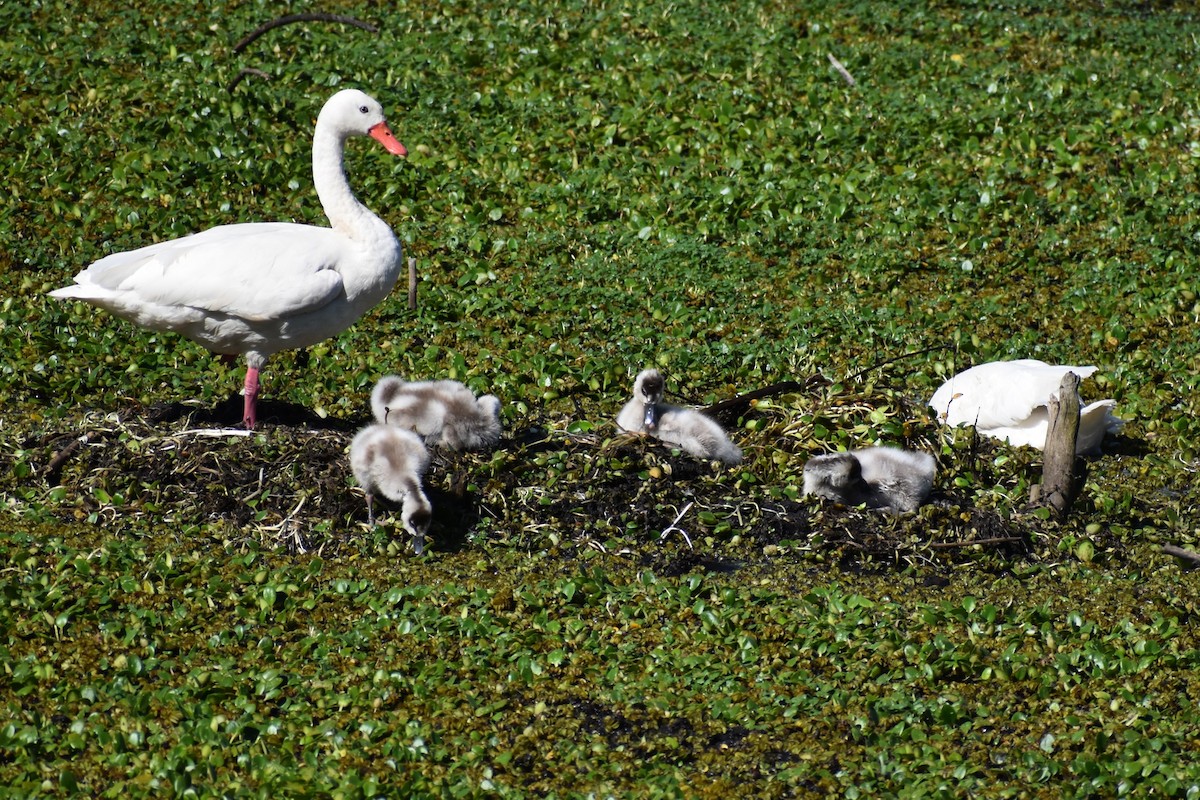 Coscoroba Swan - ML642834545