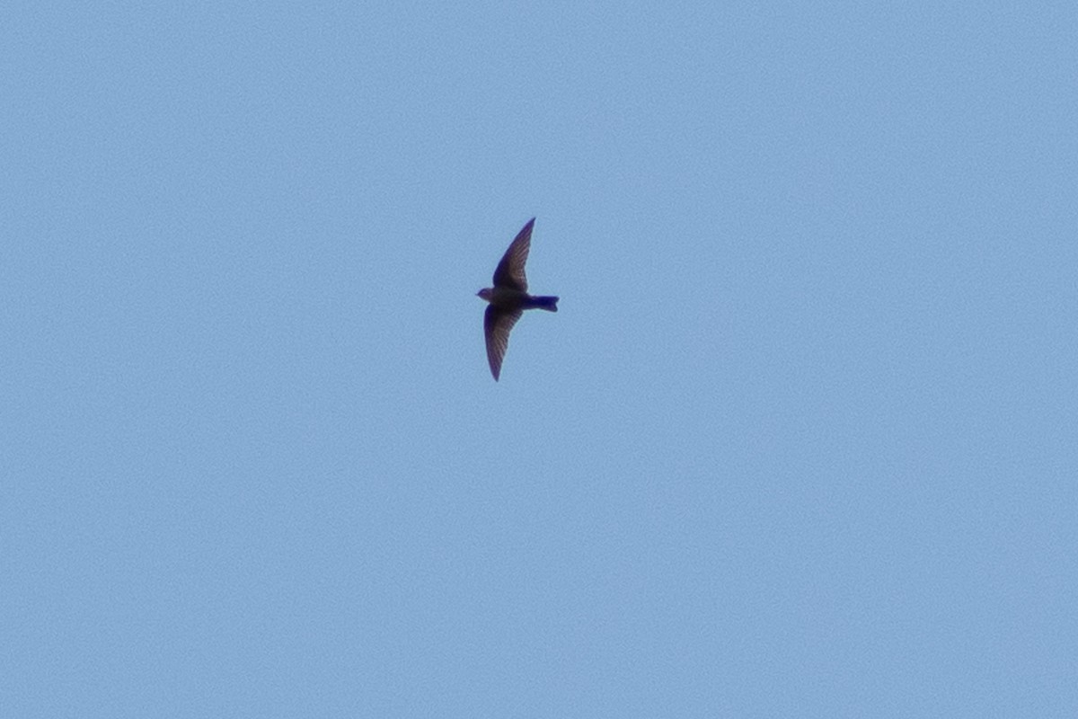 Red-throated Crag-Martin - ML642834546
