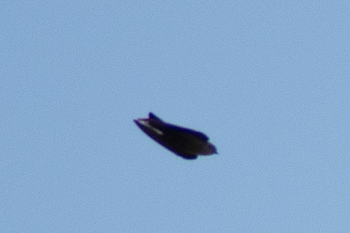 Red-throated Crag-Martin - ML642834547
