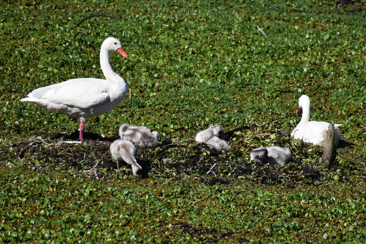 Coscoroba Swan - ML642834548