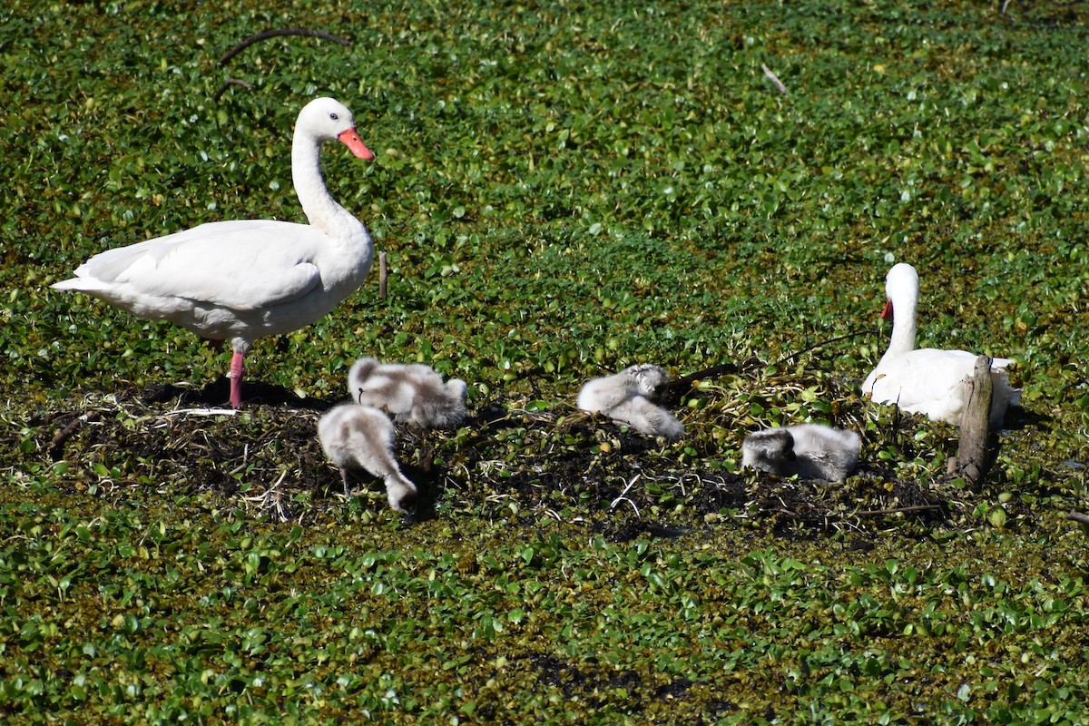 Coscoroba Swan - ML642834549