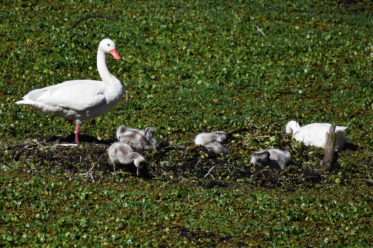 Coscoroba Swan - ML642834550