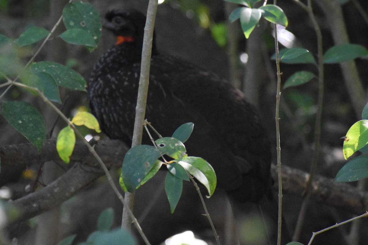 Dusky-legged Guan - ML642834569