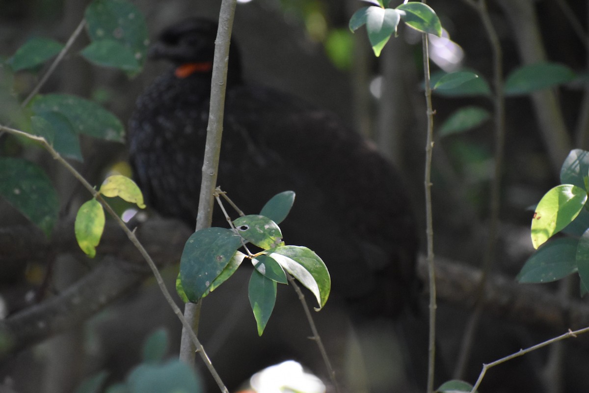 Dusky-legged Guan - ML642834570