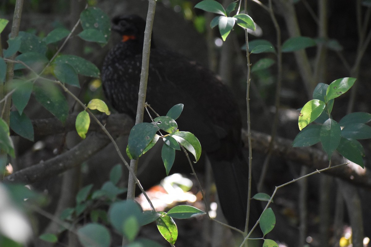 Dusky-legged Guan - ML642834571