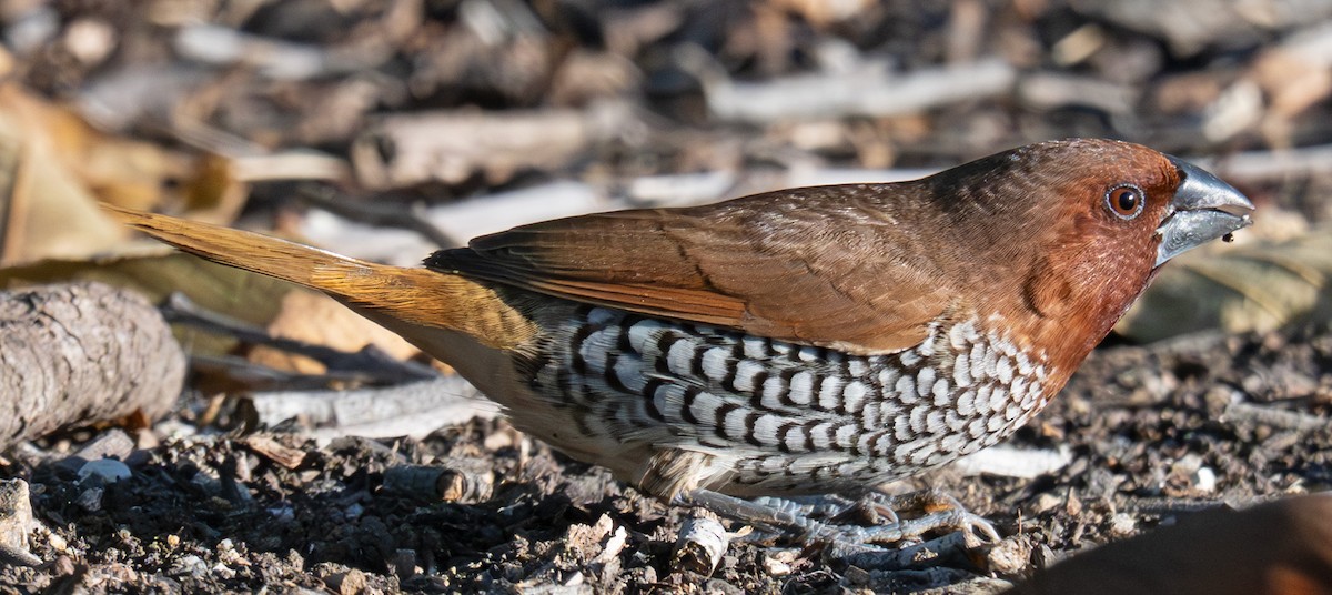 Scaly-breasted Munia - ML642834574