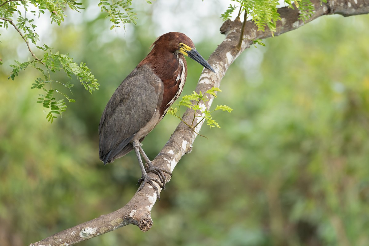 Rufescent Tiger-Heron - ML642834575
