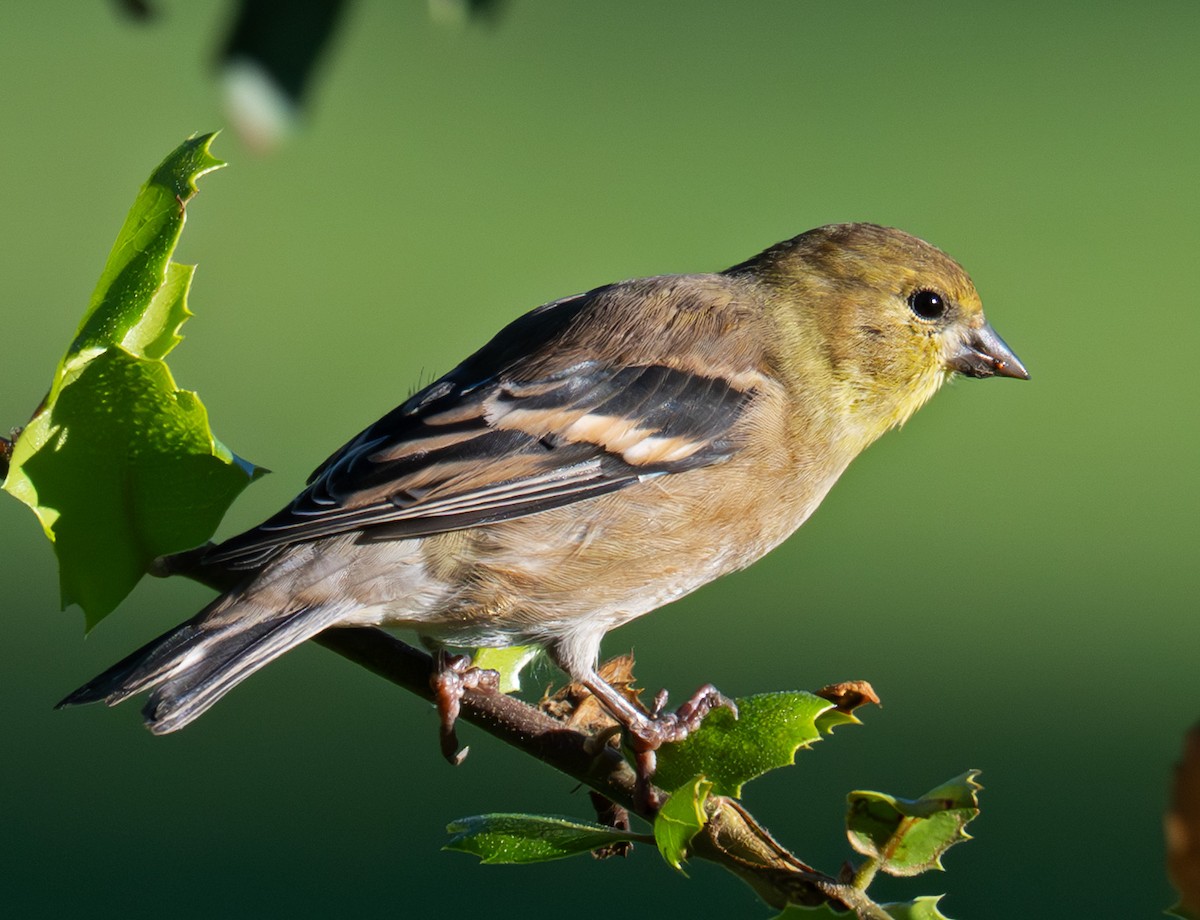 American Goldfinch - ML642834576