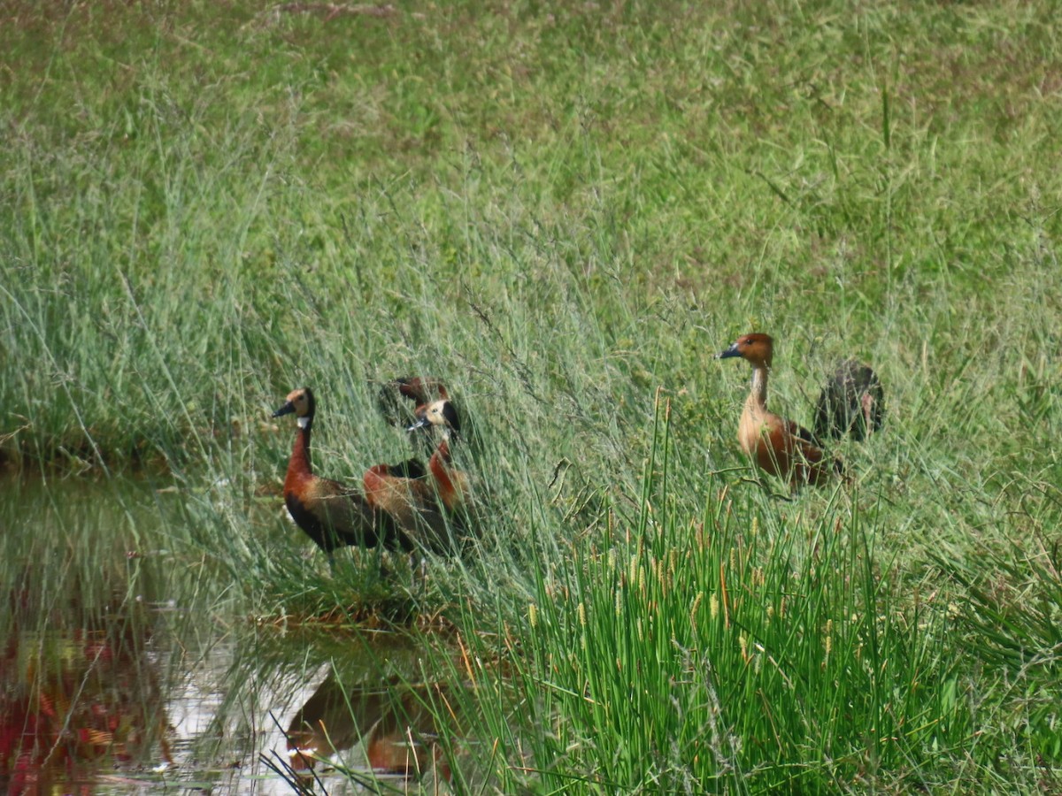 White-faced Whistling-Duck - ML642834581