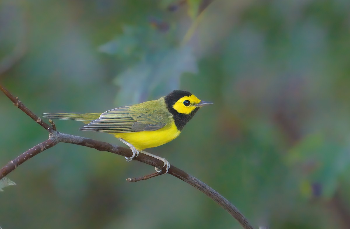 Hooded Warbler - ML642834582