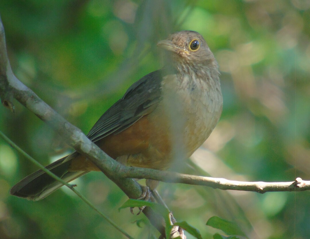 Rufous-bellied Thrush - ML642834596