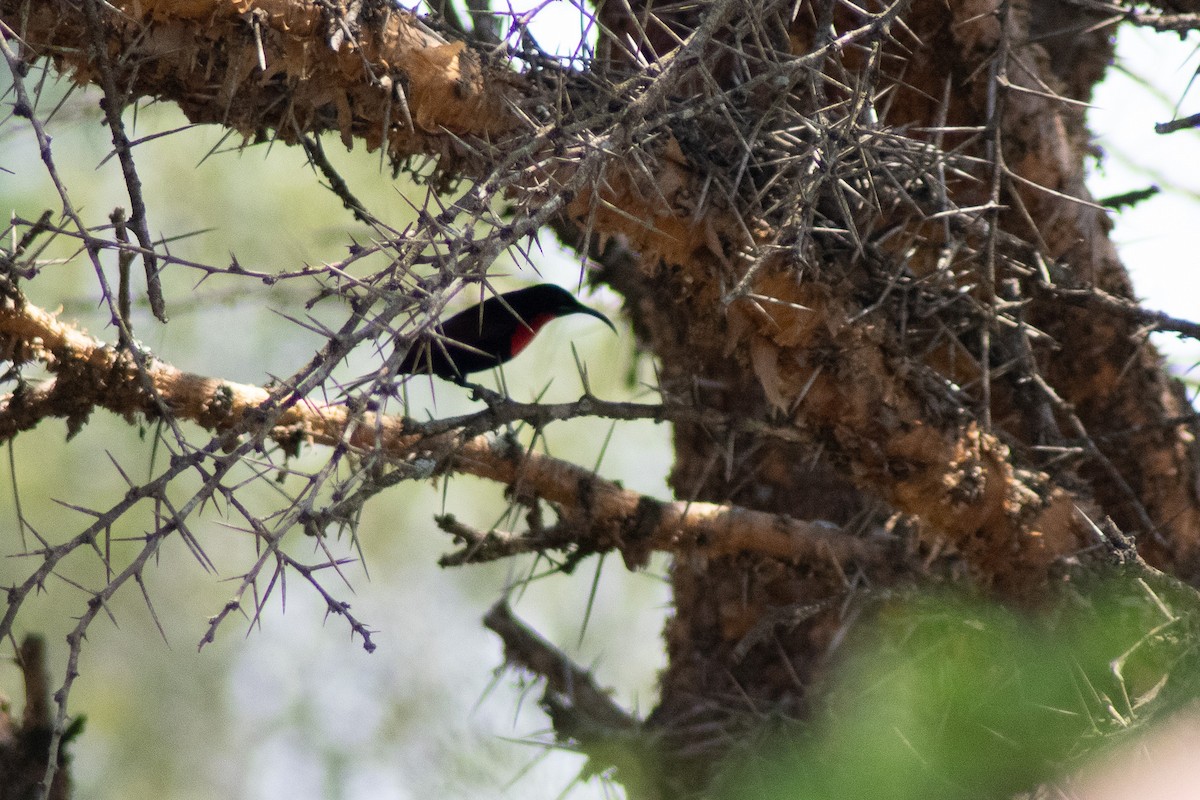 Scarlet-chested Sunbird - ML642834601
