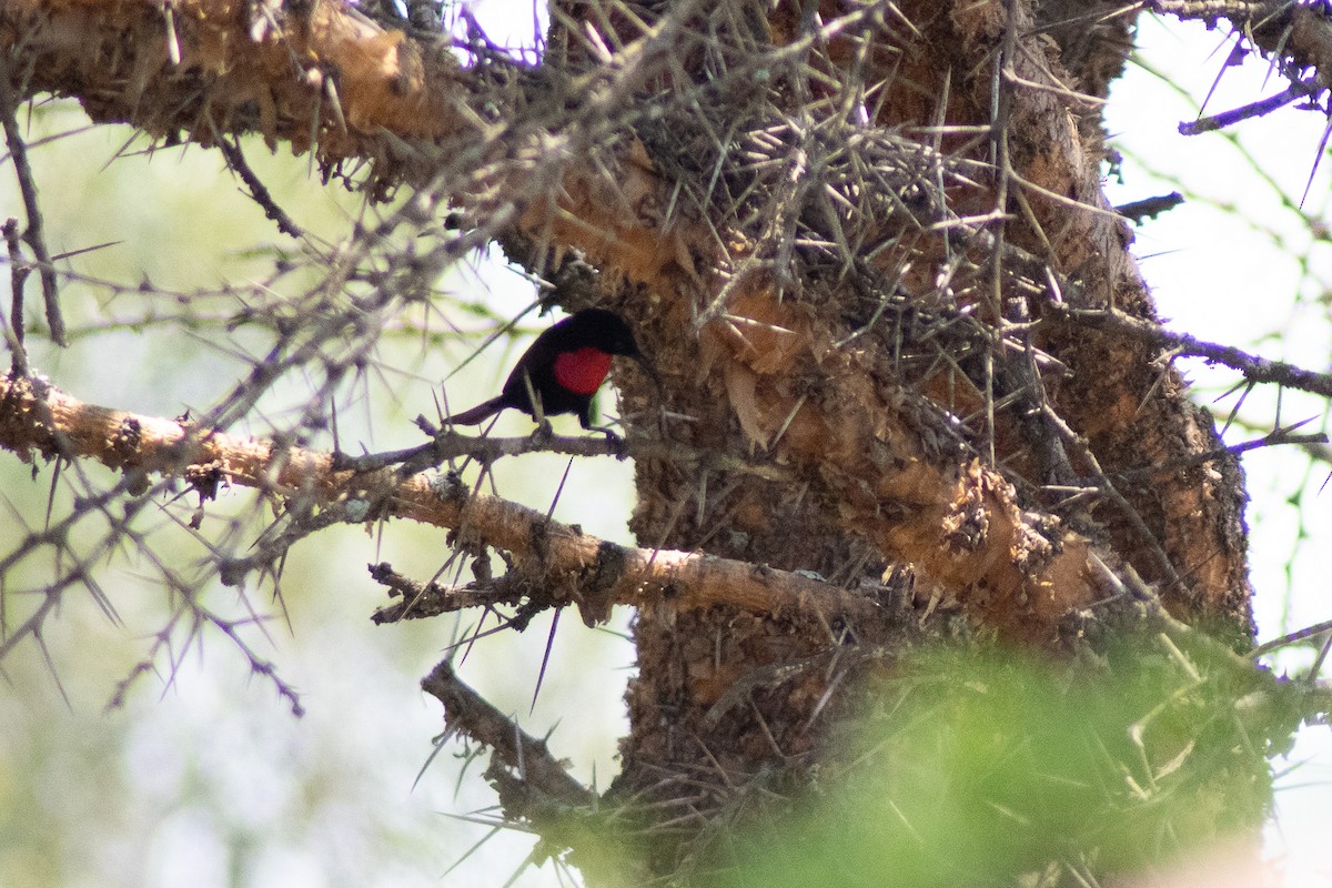 Scarlet-chested Sunbird - ML642834605