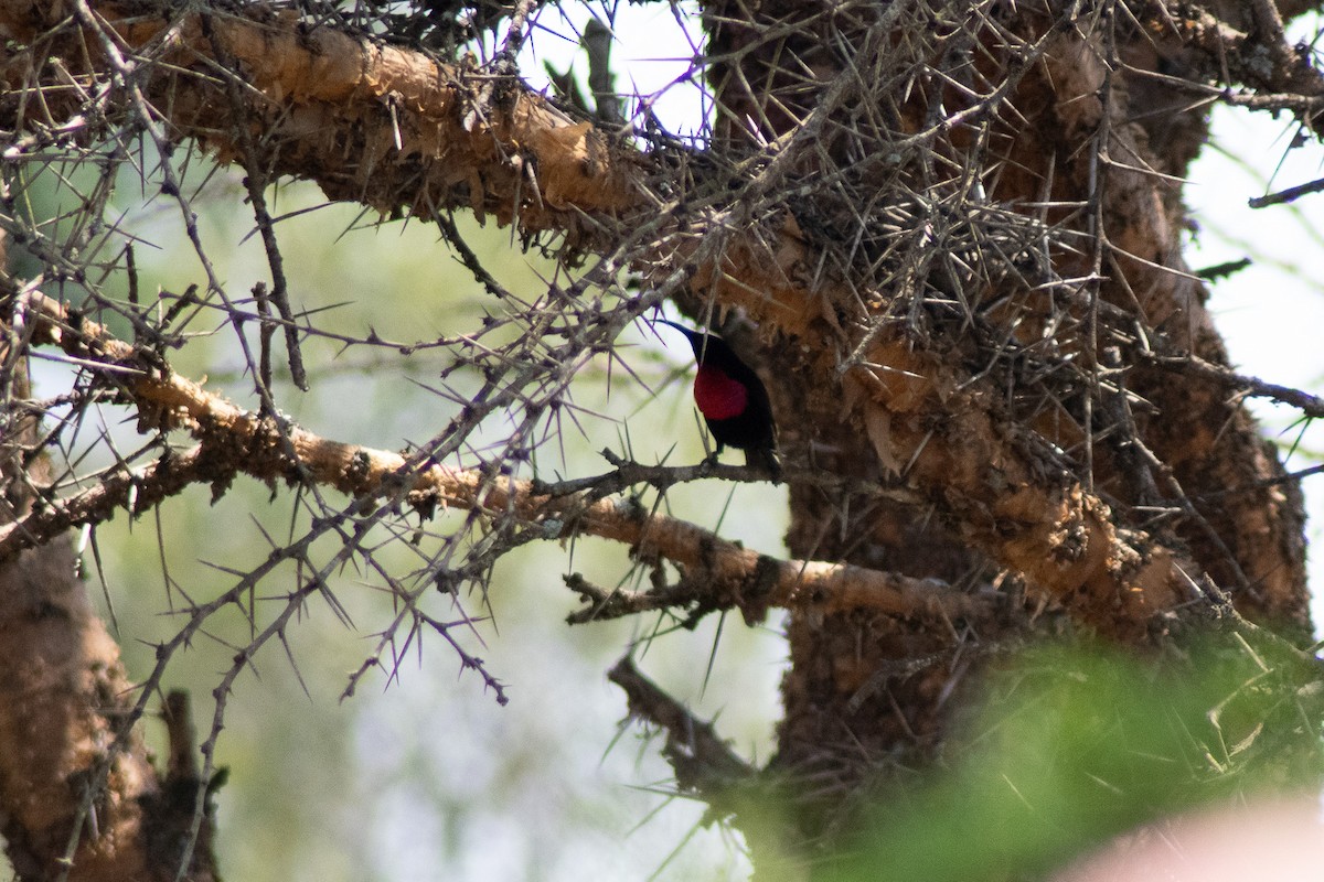 Scarlet-chested Sunbird - ML642834606