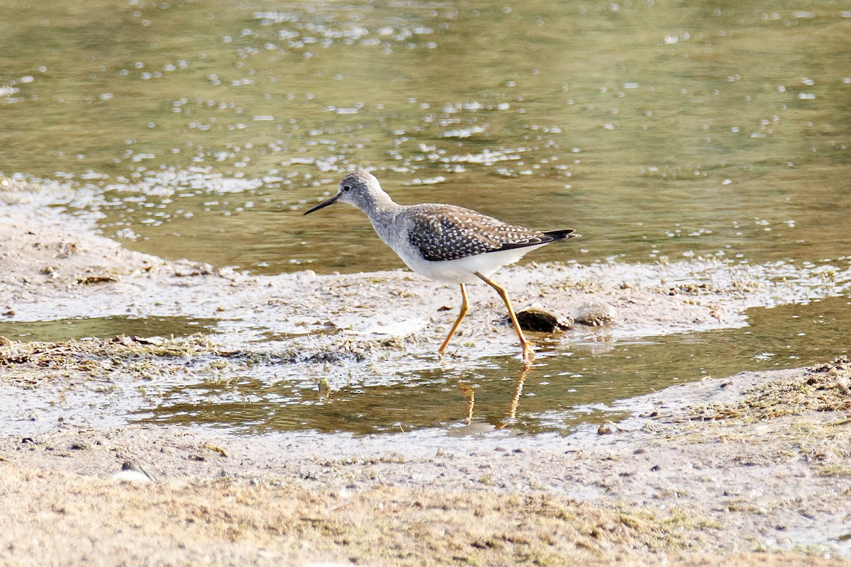 Lesser Yellowlegs - ML642834607