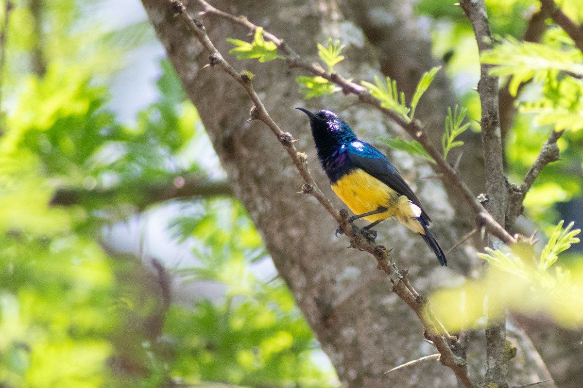 Variable Sunbird - ML642834623