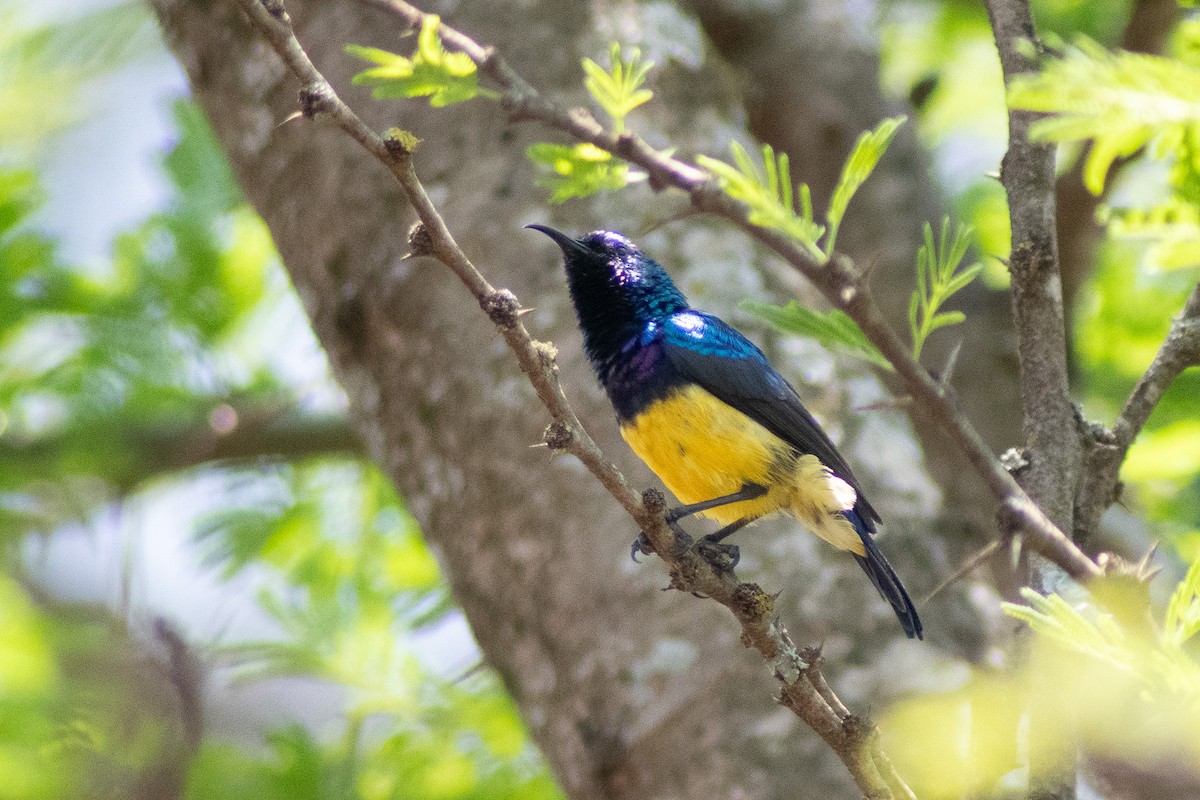 Variable Sunbird - ML642834624