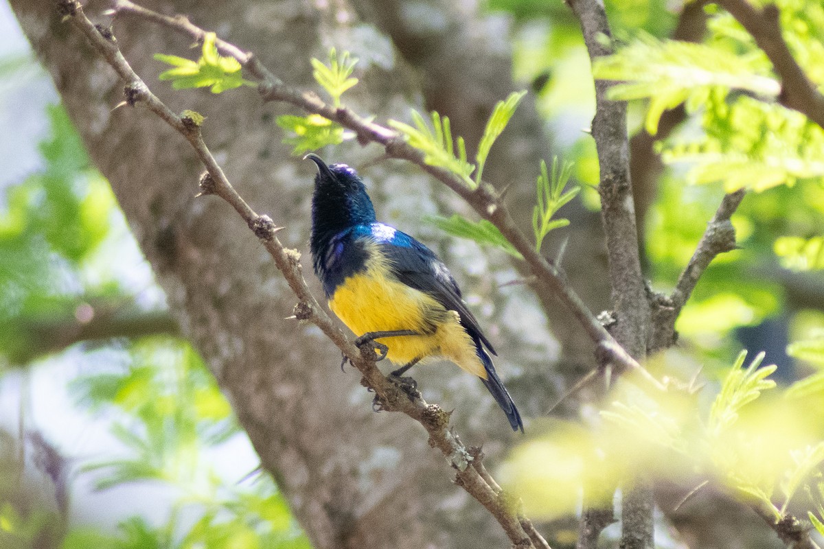 Variable Sunbird - ML642834625
