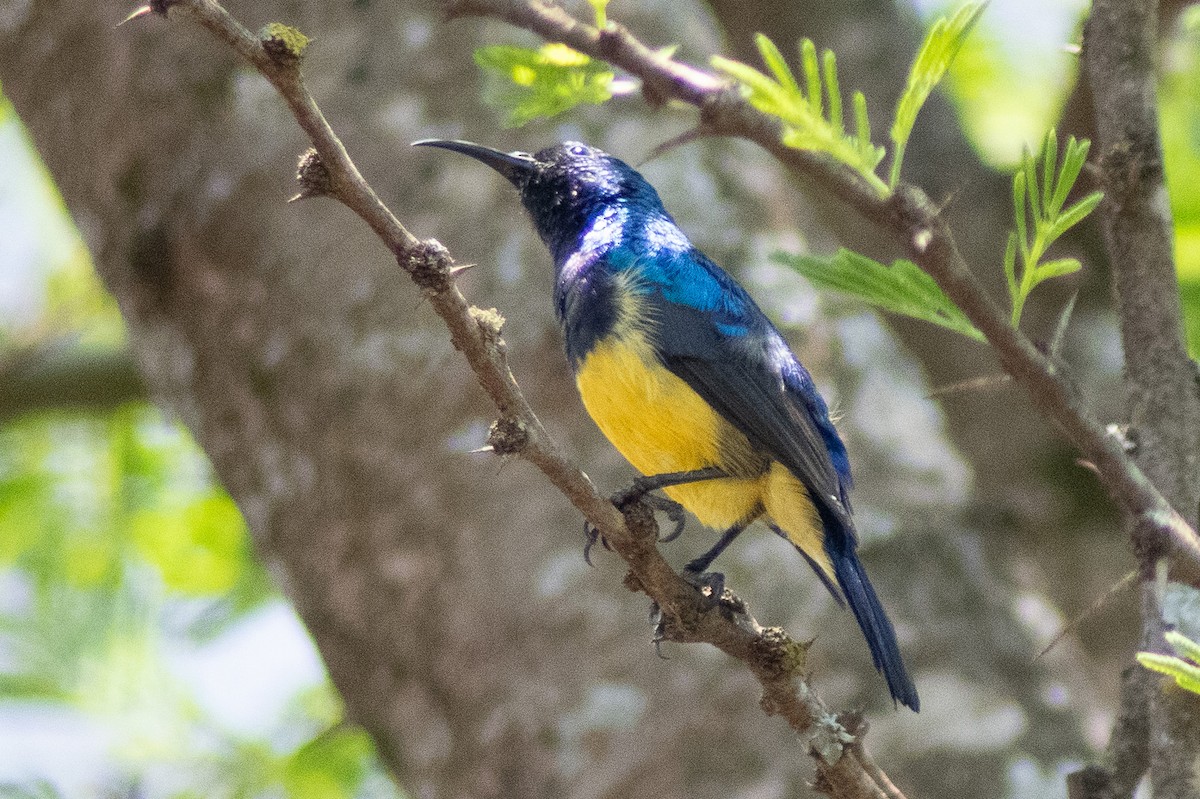 Variable Sunbird - ML642834626