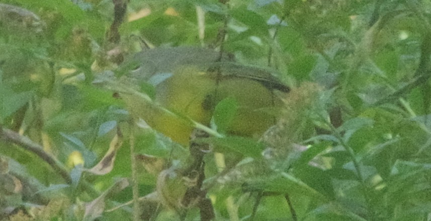 Mourning Warbler - ML642834637