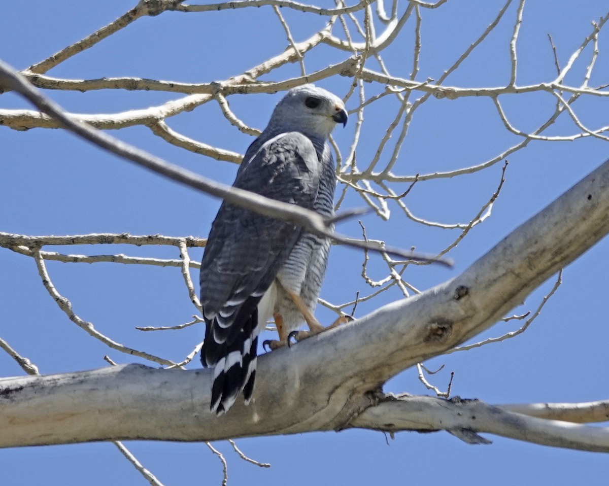 Gray Hawk - ML642834647