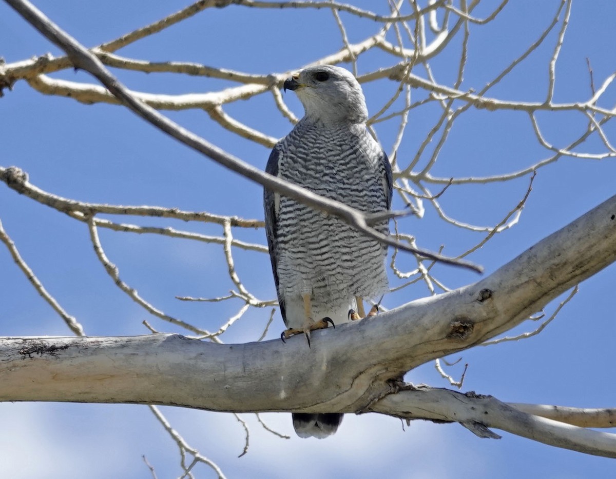 Gray Hawk - ML642834652