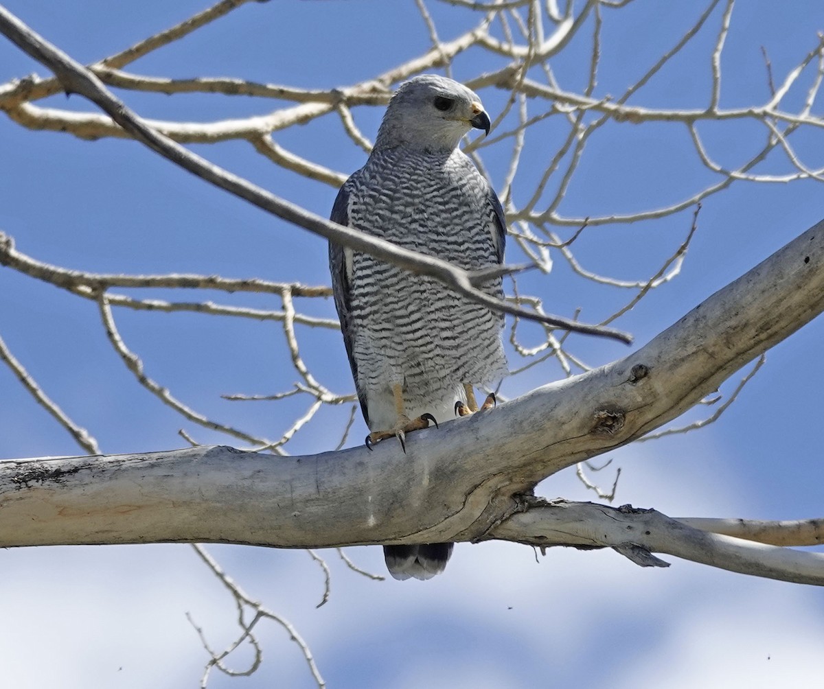 Gray Hawk - ML642834653